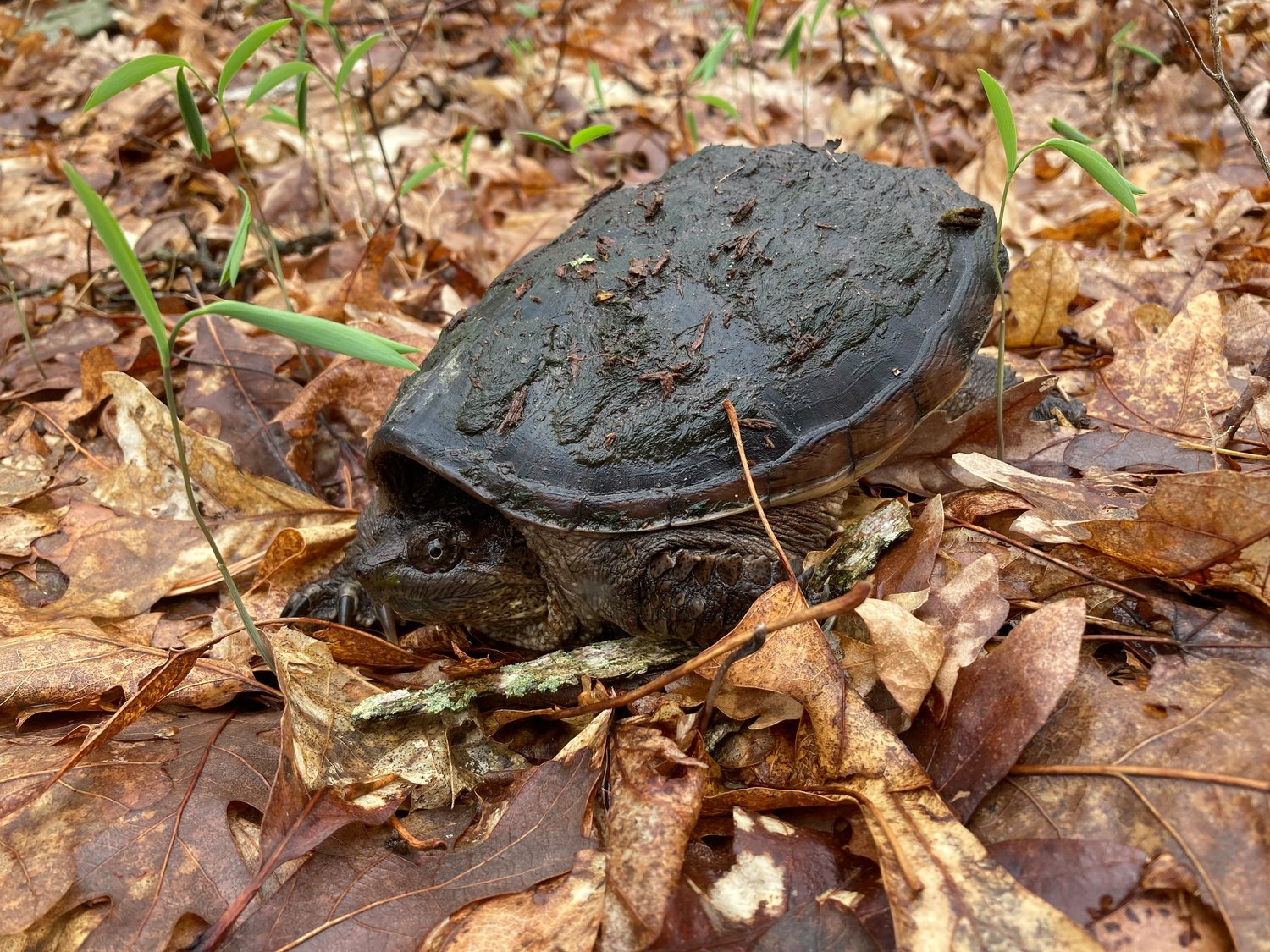 I recently encountered this young snapping turtle slowly making its way through a stretch of forest in Pike County, PA. These freshwater turtles can reach weights of up to 35 pounds as adults.